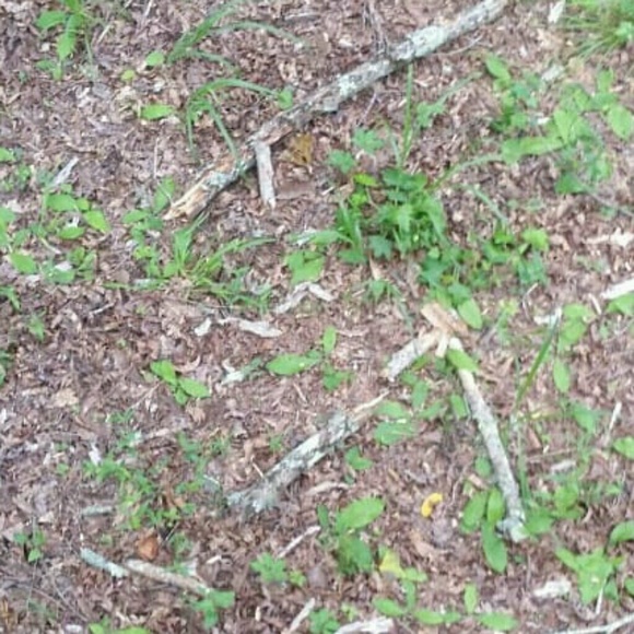 Meet your Posher, Sara - Picture 1 of 1